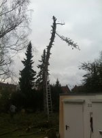 Baumfällung